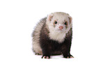 ferret