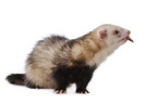 ferret