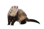 ferret