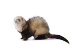 ferret