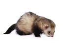 ferret