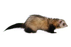 ferret