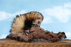 ferret