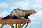 ferret