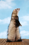 ferret