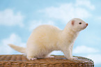 ferret