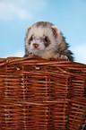 ferret