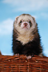 ferret