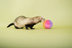 ferret