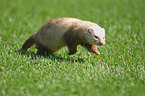 ferret