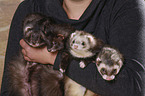4 ferrets