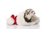 ferret