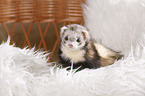 ferret