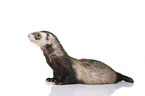 ferret