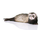 ferret