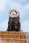 ferret