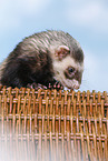 ferret