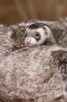 ferret