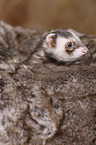 ferret