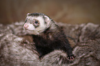 ferret