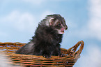 ferret