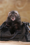 ferret