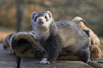 ferret