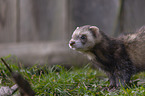 standing Ferret