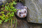 ferret