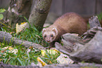 ferret