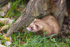 ferret