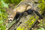 ferret