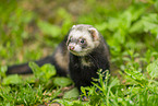 ferret