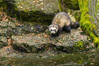ferret