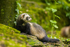 ferret