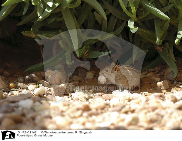 Afrikanische Striemengrasmaus / Four-striped Grass Mouse / RS-01142