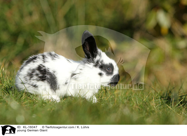 young German Giant / KL-16047