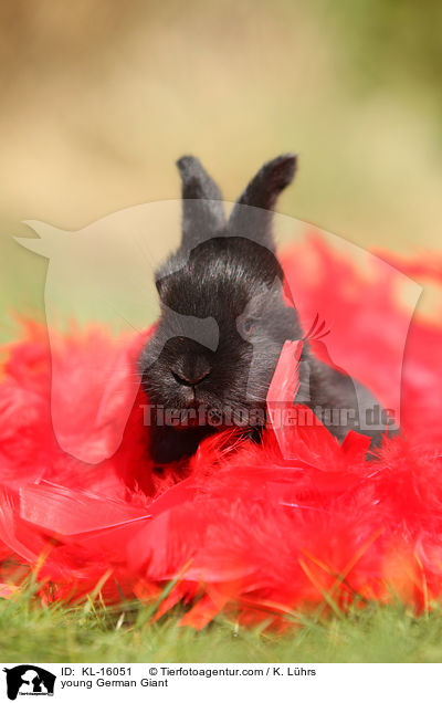 young German Giant / KL-16051