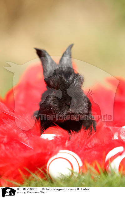 young German Giant / KL-16053