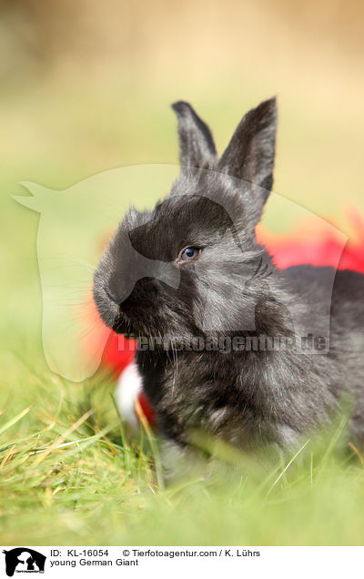 young German Giant / KL-16054