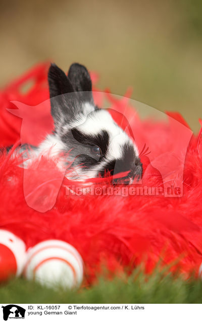 young German Giant / KL-16057