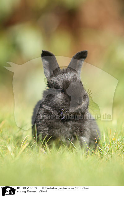 young German Giant / KL-16059