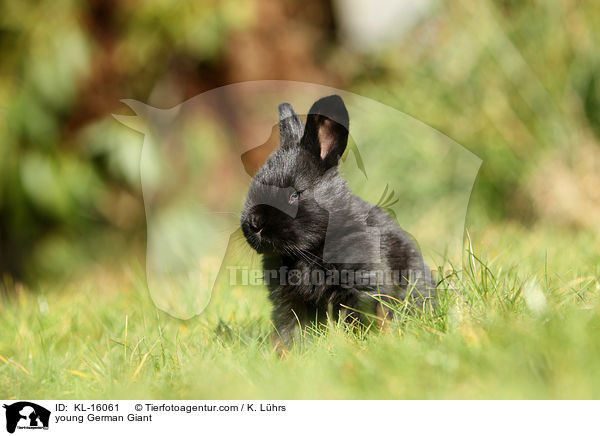 young German Giant / KL-16061