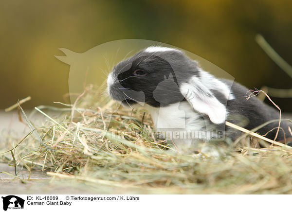 German Giant Baby / KL-16069