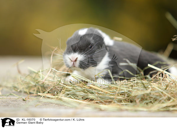 German Giant Baby / KL-16070