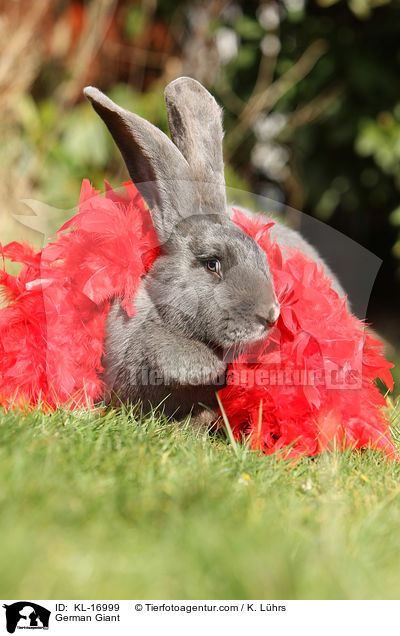 German Giant / KL-16999