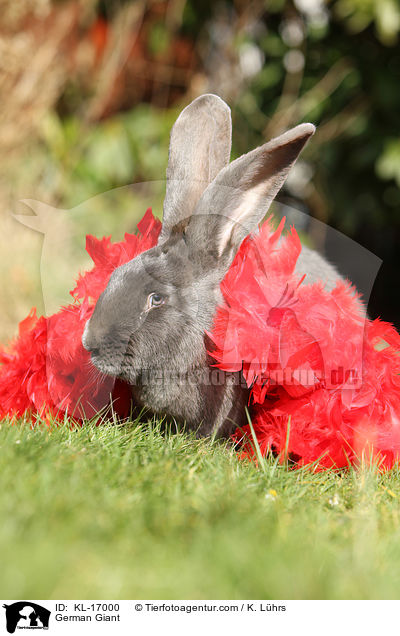 German Giant / KL-17000