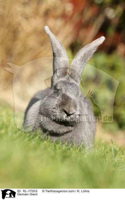 German Giant / KL-17003