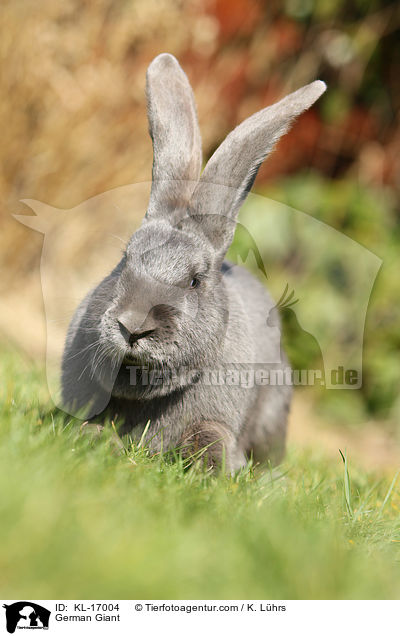 German Giant / KL-17004