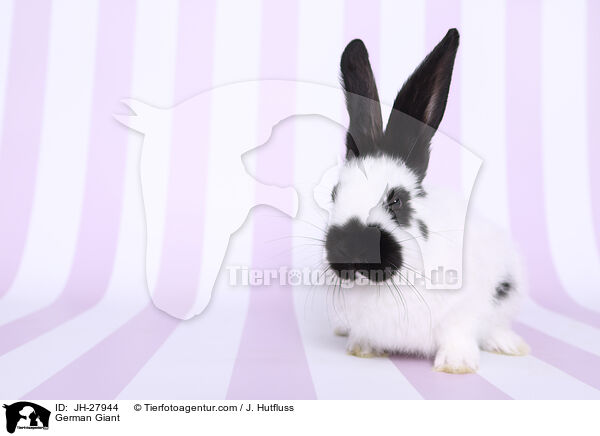 German Giant / JH-27944